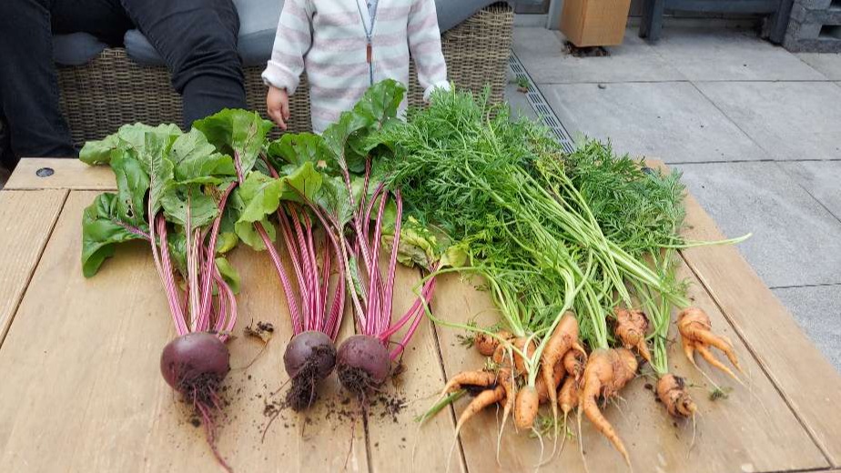 Oost uit onze moestuin
