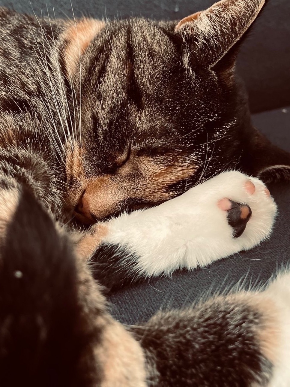 Omringt met 3 van deze schattige poezen.