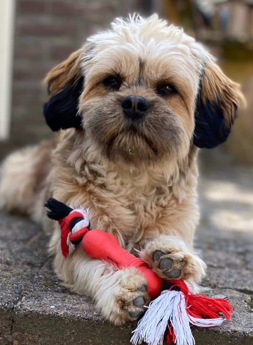 Moos ons lieve kindvriendelijke hondje