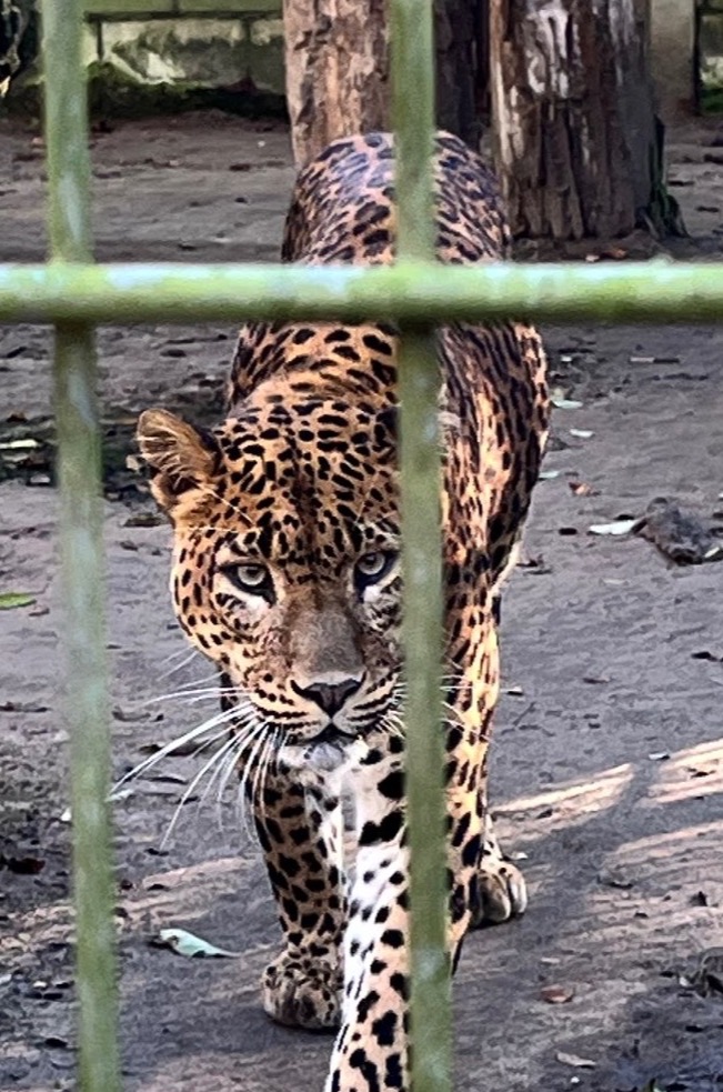 Dagje uit naar de dierentuin me de kids 