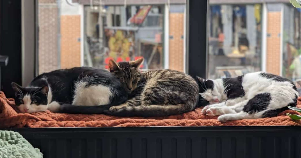 Yoda, Morris en Oscar wonen hier ook!