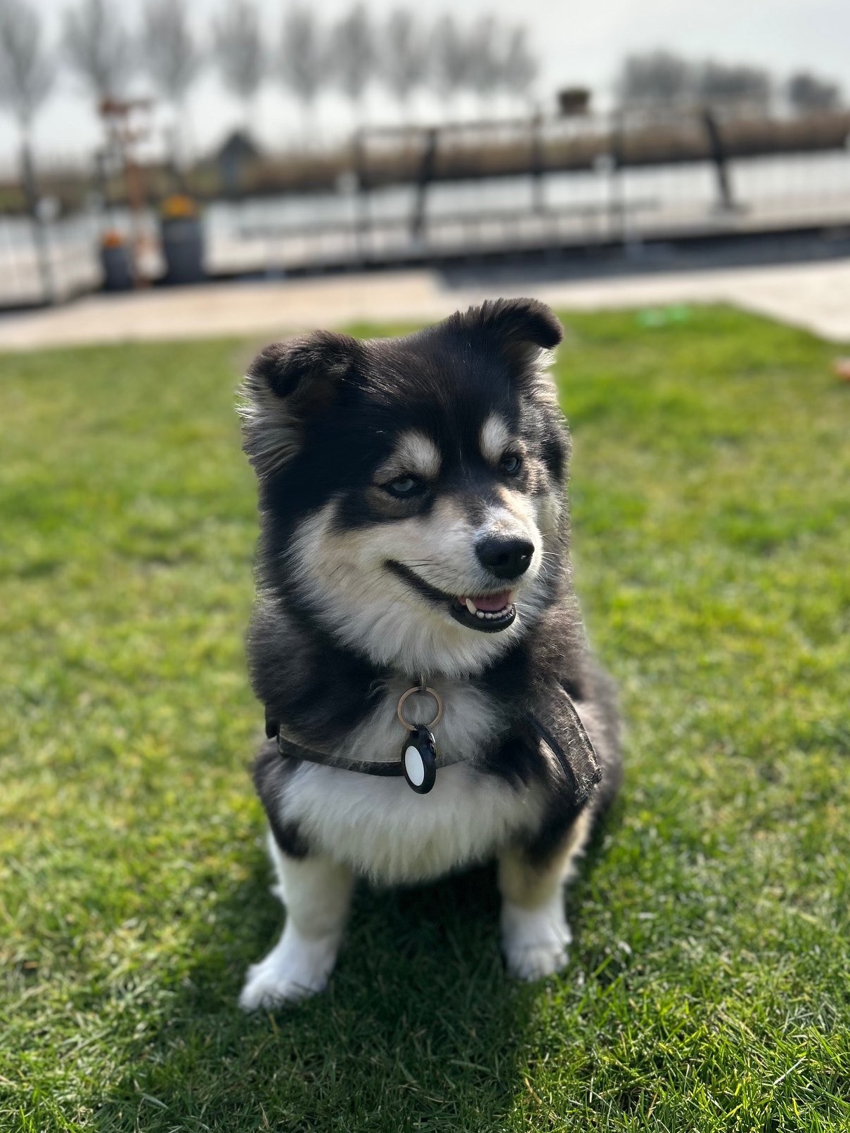 Onze lieve kroel hond Gaia